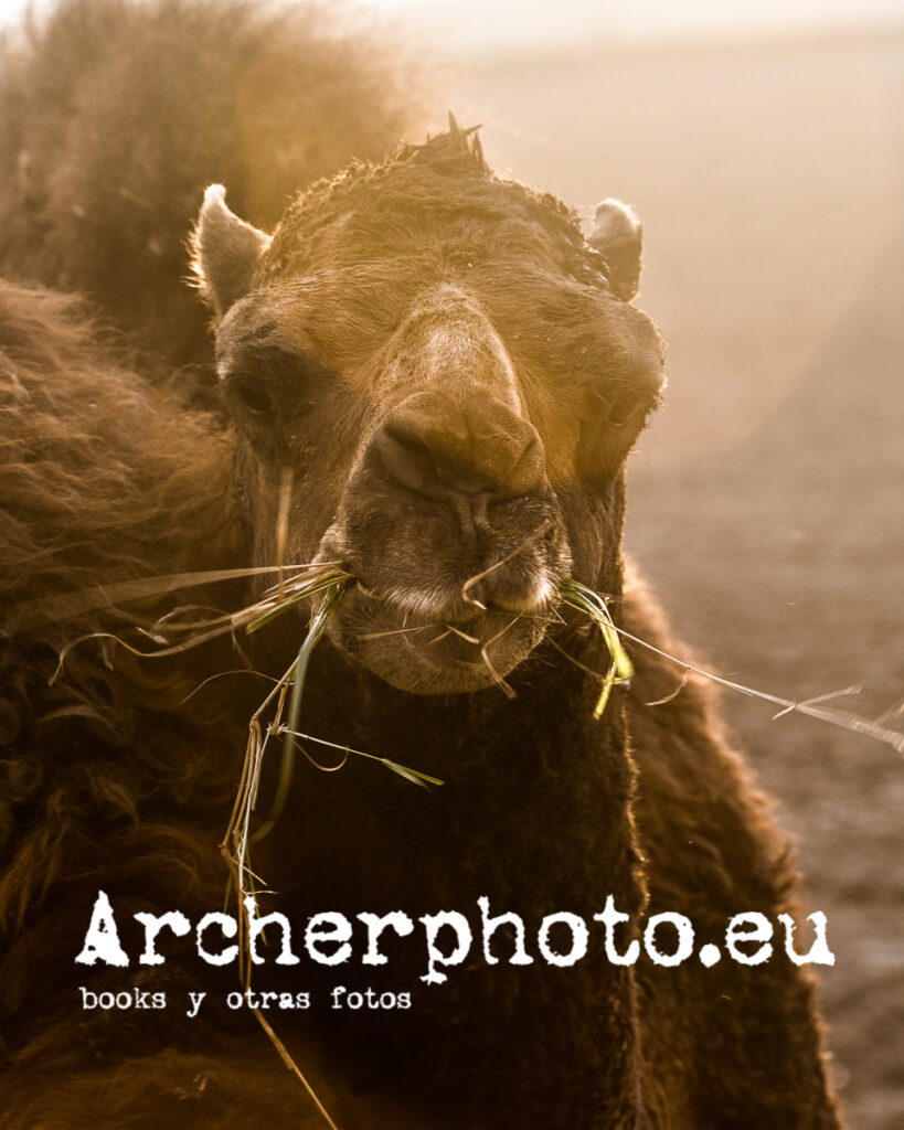 Interludio con dromedario por Archerphoto, fotógrafo en Valencia